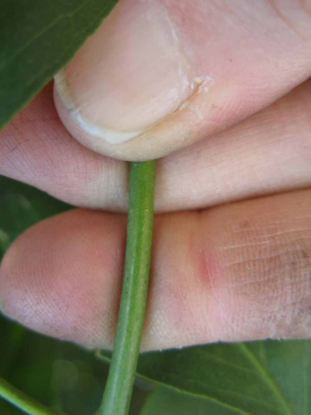              First year twig (Nigerian Powder Flask, Winter Haven, FL)       